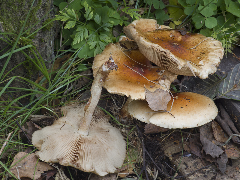 Pholiota lubrica